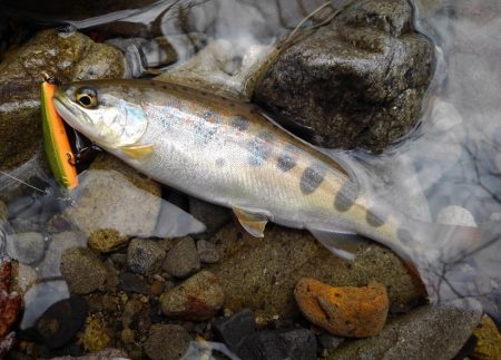 渓流ミノーイング